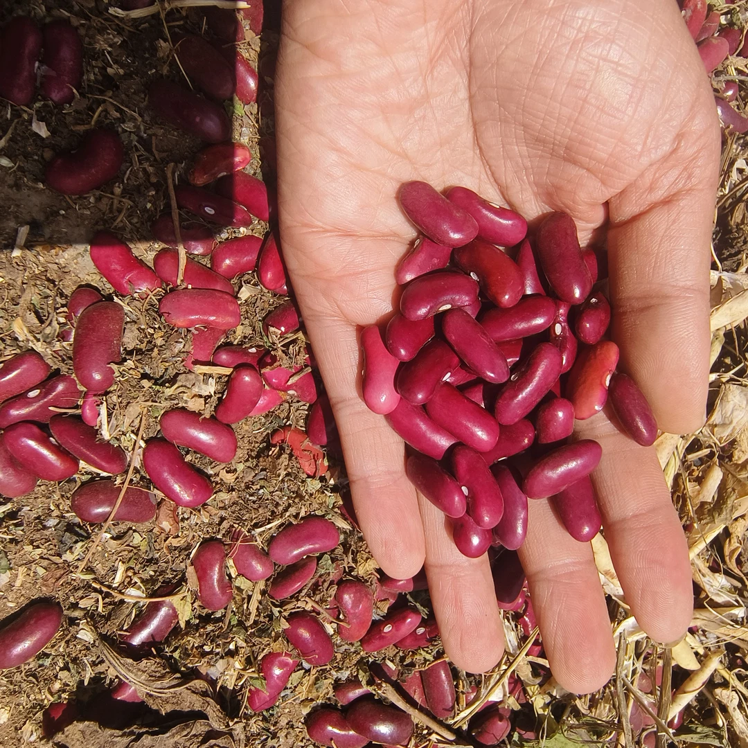 云南大粒红腰豆微酸汤，炖猪脚