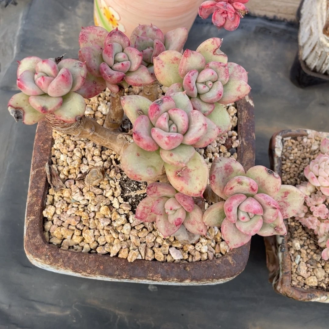 奶油鳄梨老桩粗腿群生