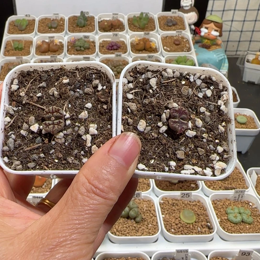 肉锥多肉植物组合-蝴蝶837