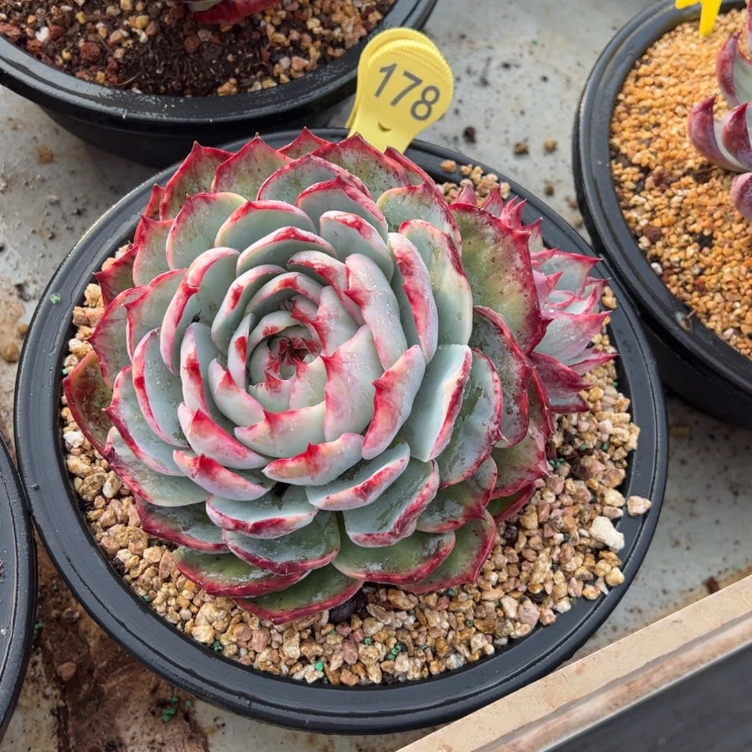 178惊鸿仙子 阿松多肉