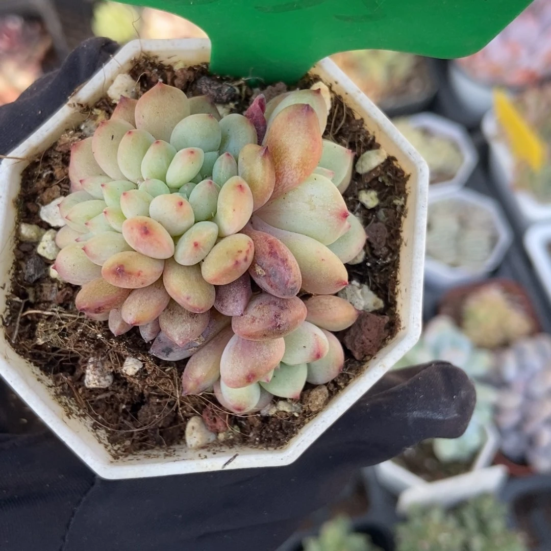 835爱丽儿缀多肉