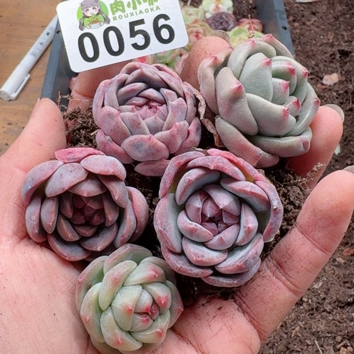 多肉植物多肉植物