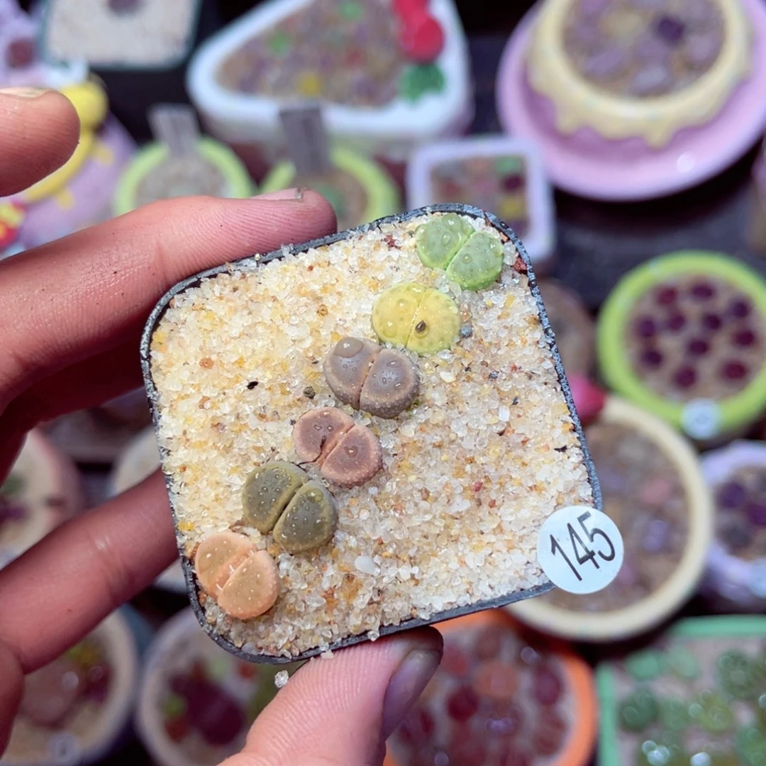 145生石花带盆发