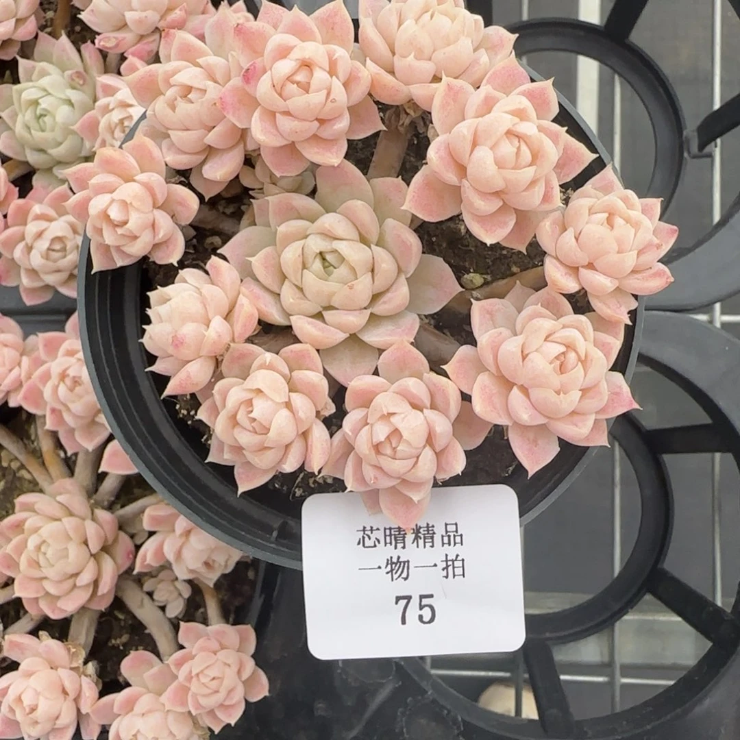 闪购精品多肉75号