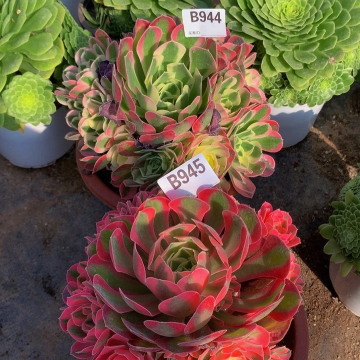 全部花朵944绿牡丹945粉女巫