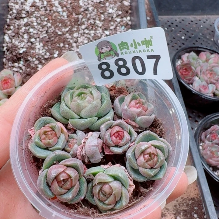 多肉植物多肉植物