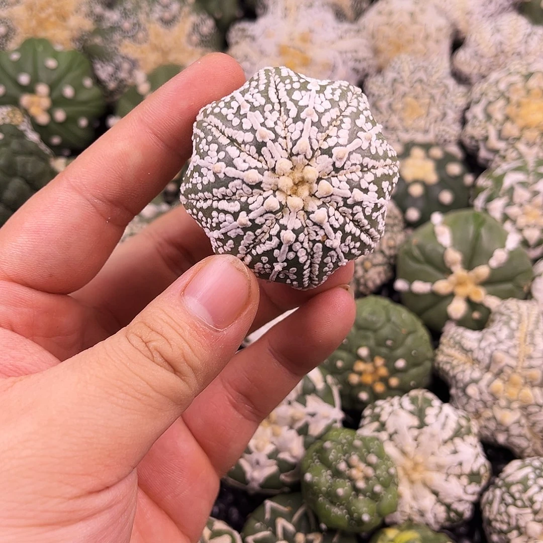 哈哈哈哈哈哈哈ｖ兜兜兜