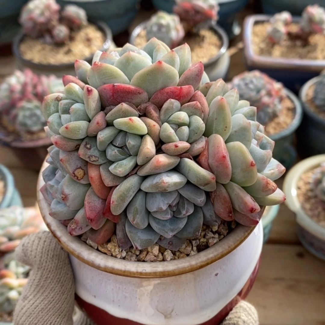 十头绿冰玉手捧好货