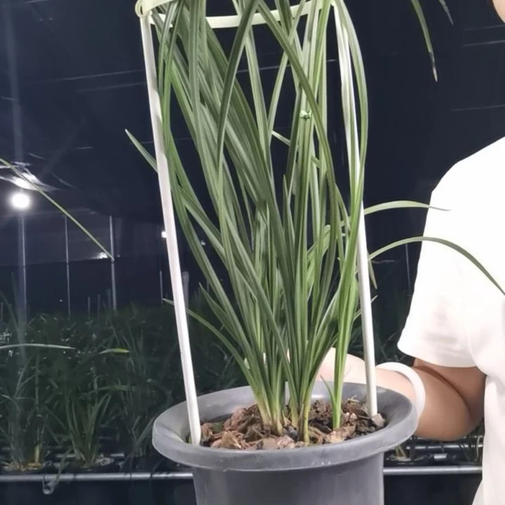 完全开放蕙兰长寿带花苞
