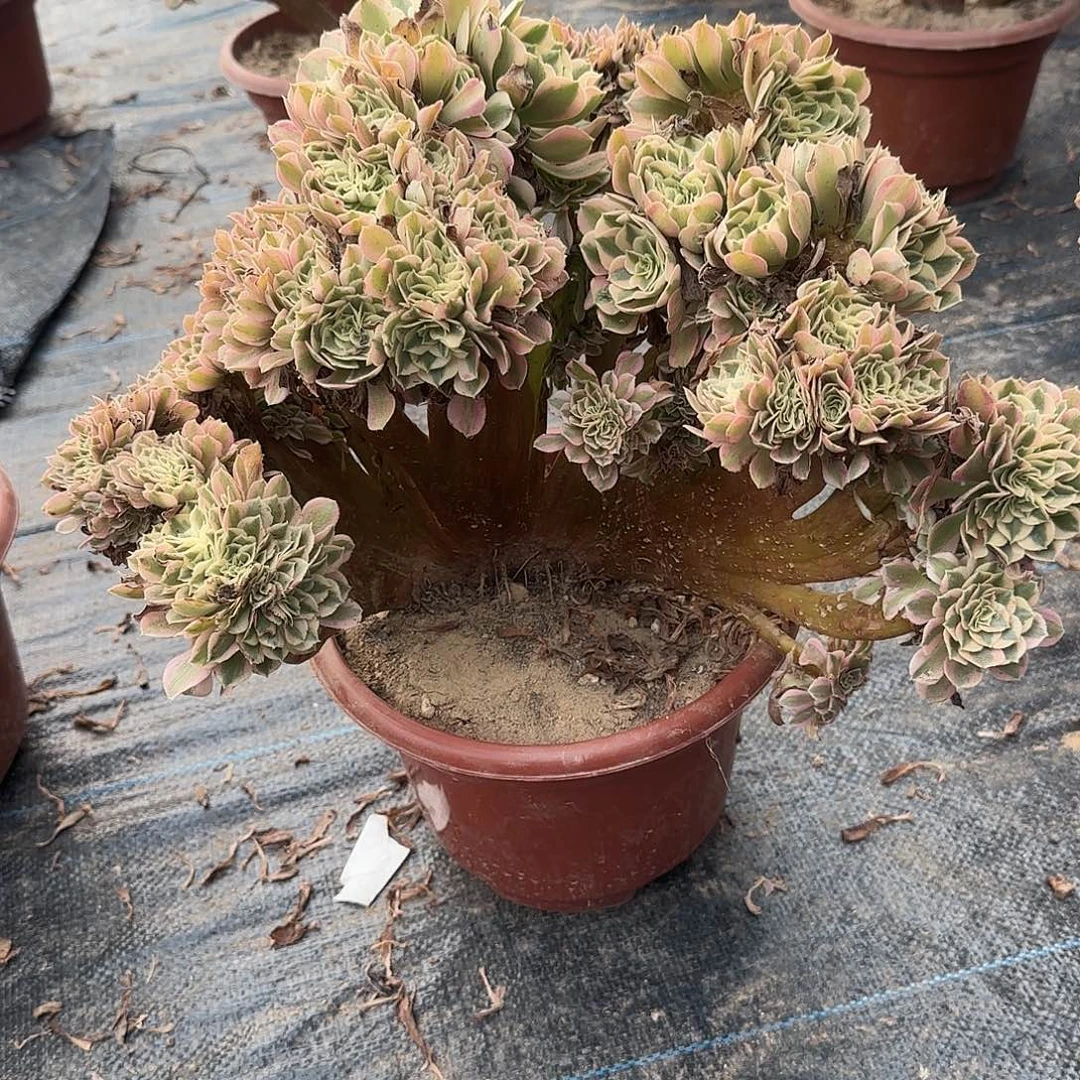 聆***听无花朵女巫追剧版哦呃呃呃呃呃呃