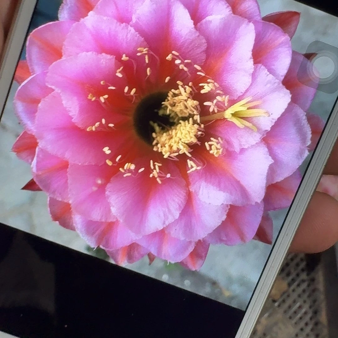 花季少女侧芽5公分毛花柱仙人球