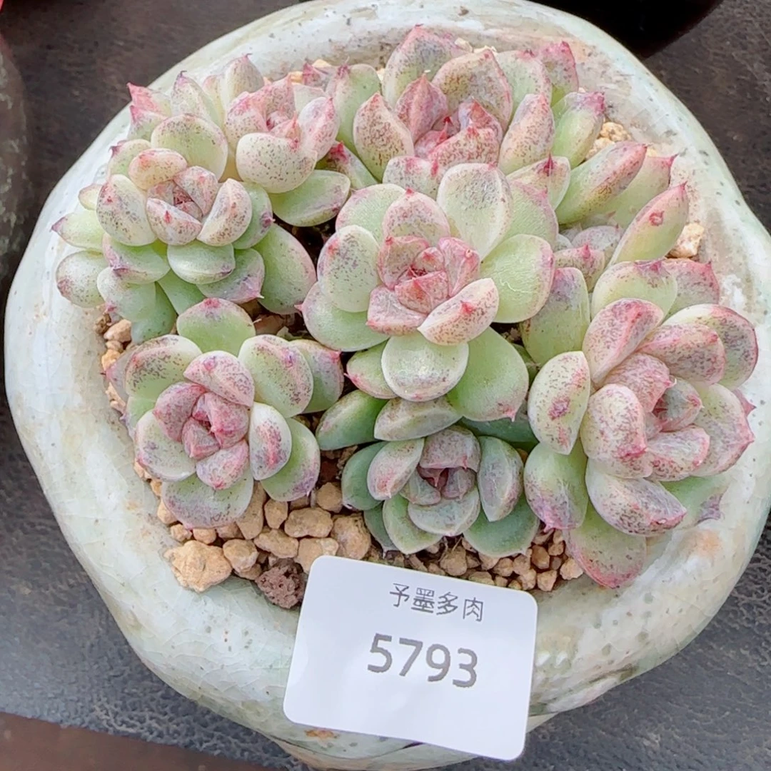 长杆赤水晶，5793多肉植物