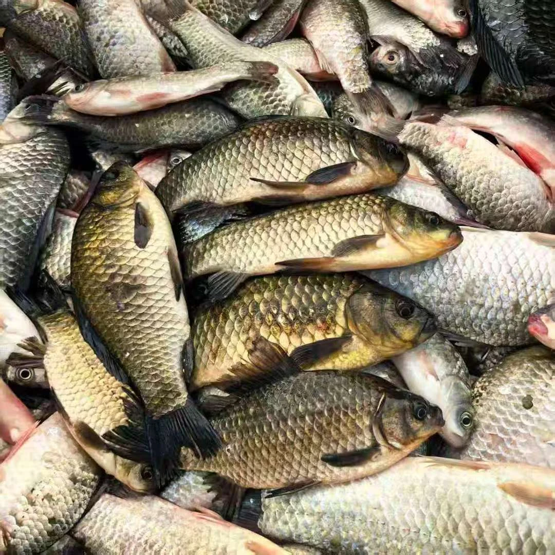 【活鱼打包发货-保鲜不包活】微山湖野生鲫鱼7斤顺丰包邮送货上门