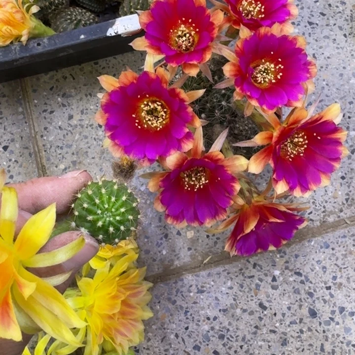 350丽花光环歪无根侧牙3公分左右,20包邮