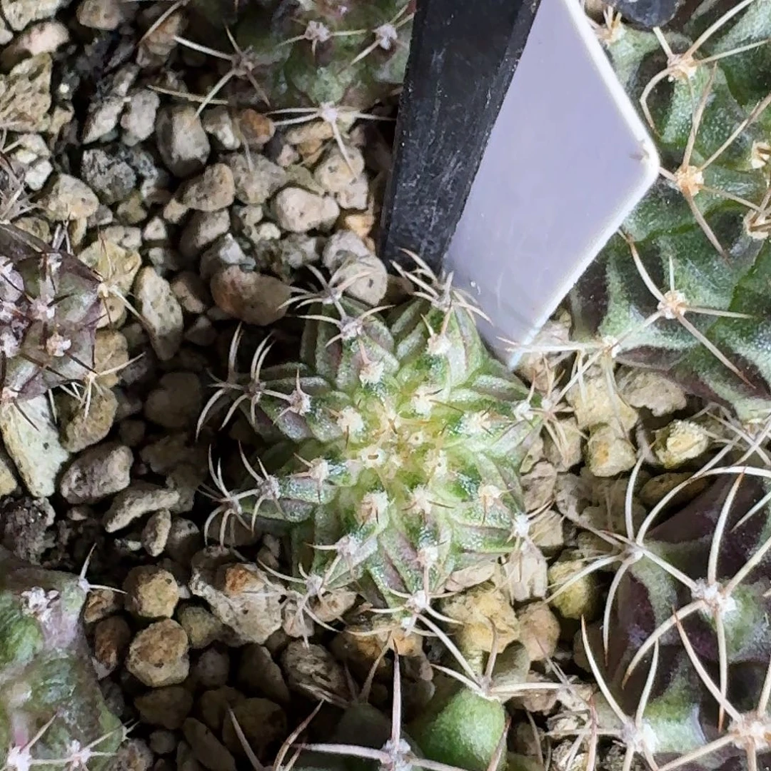 百***条米哈实生自然锦169