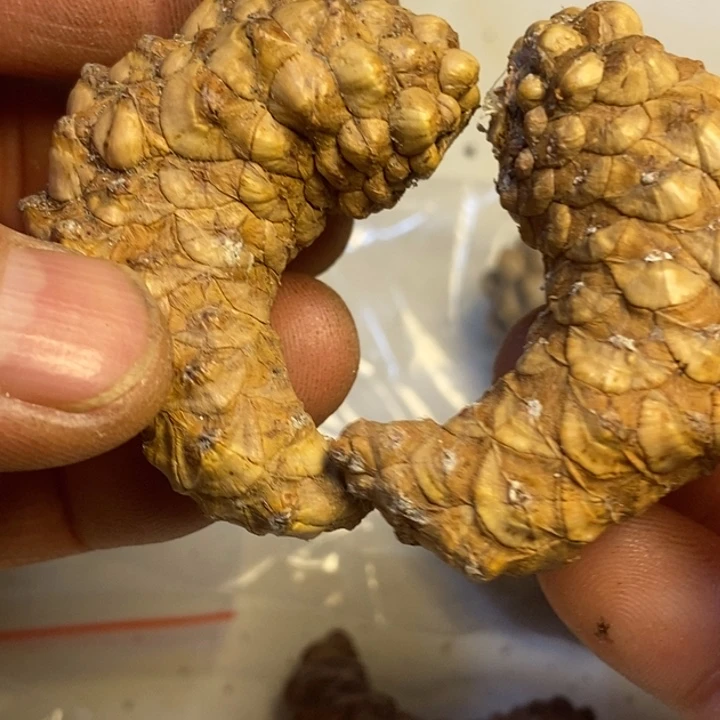 文玩核桃吊坠东北特产36