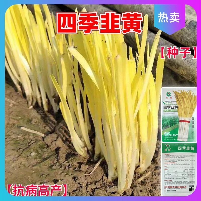 *爆款四季韭黄种子韭黄种子耐寒高产韭黄籽早熟高产韭盆栽四季蔬