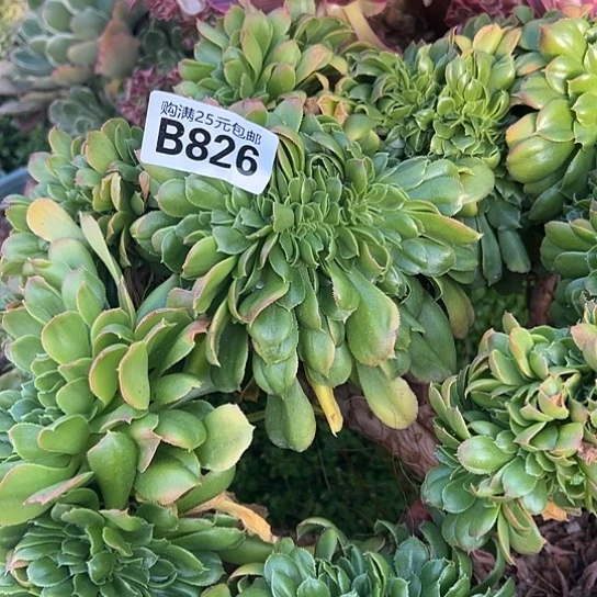 冰**莲多肉植物一个