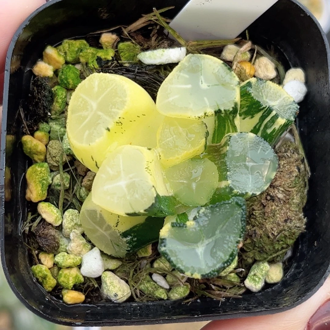 18玉龙万象锦（根弱介意勿拍）福利专场