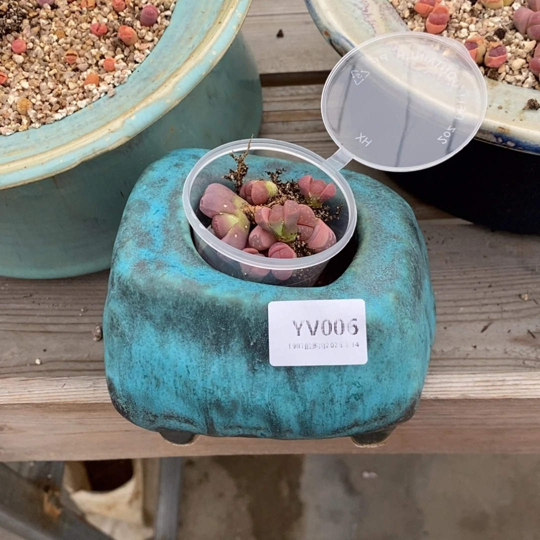 粗砂花盆臭****YV006已配已配