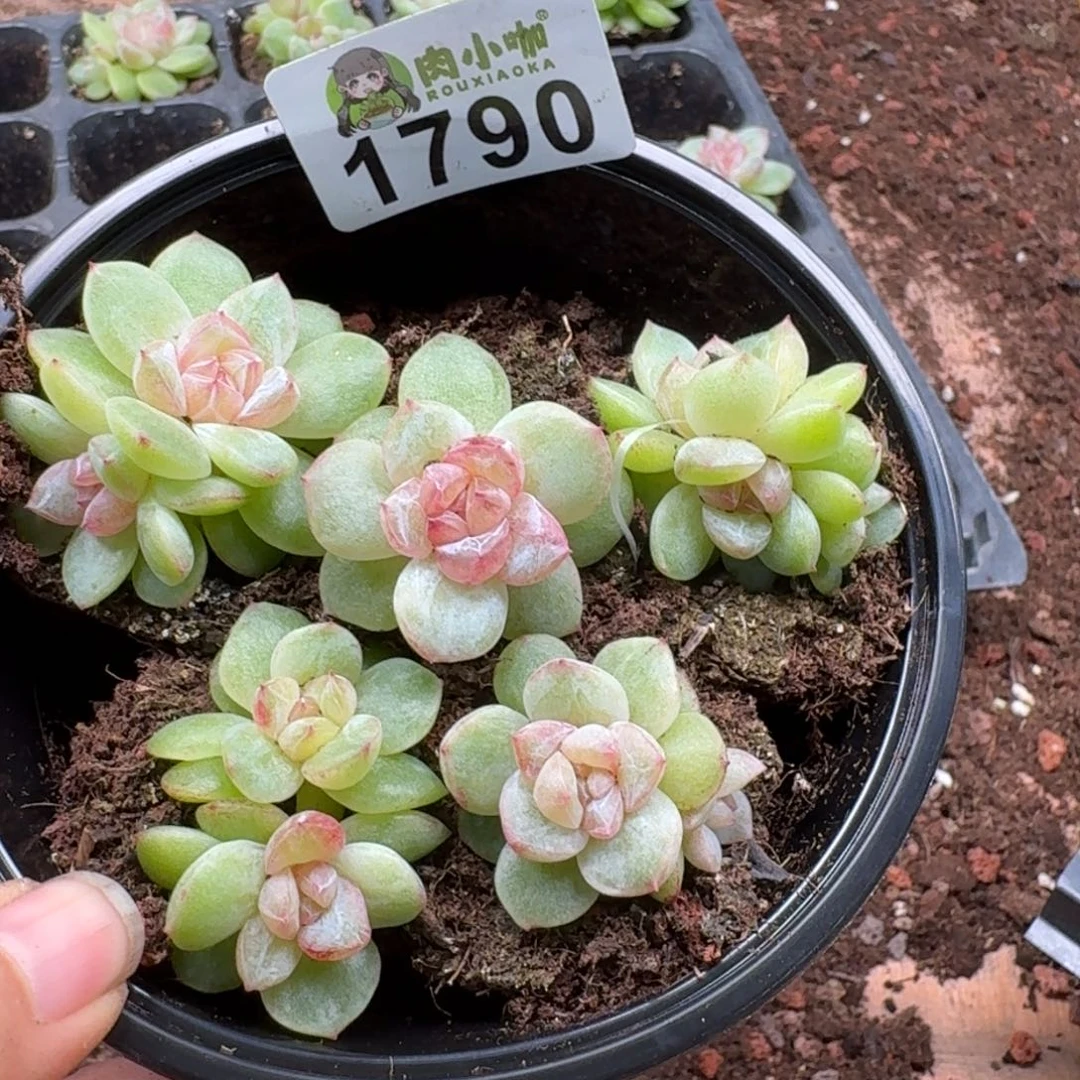 多肉植物多肉植物