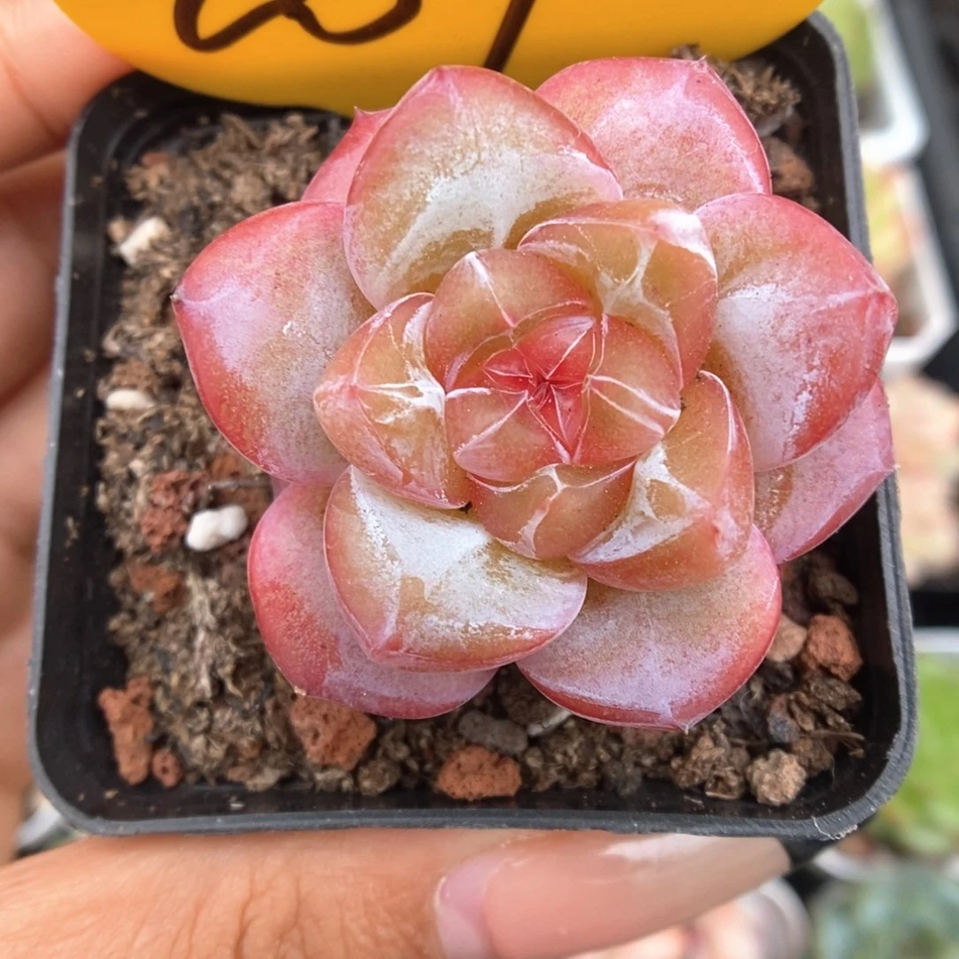 星河可拍207号。