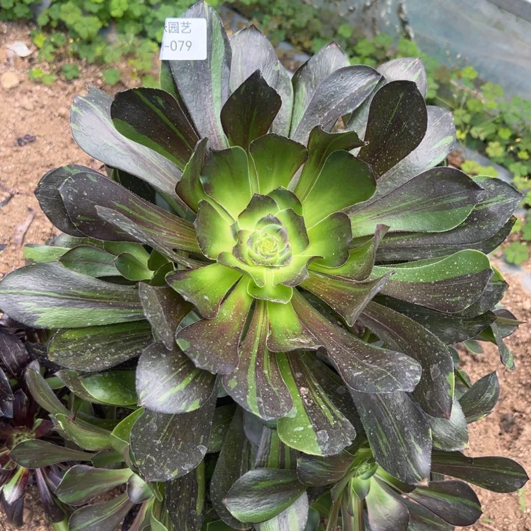 静*?花斑鹿超大手捧多肉植物079
