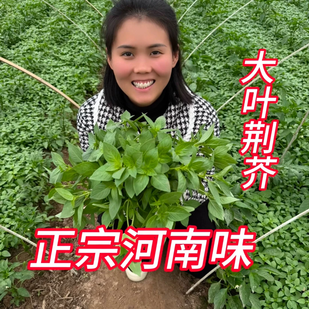 （老家味道）河南大叶荆芥带根农家自种1斤2斤3斤