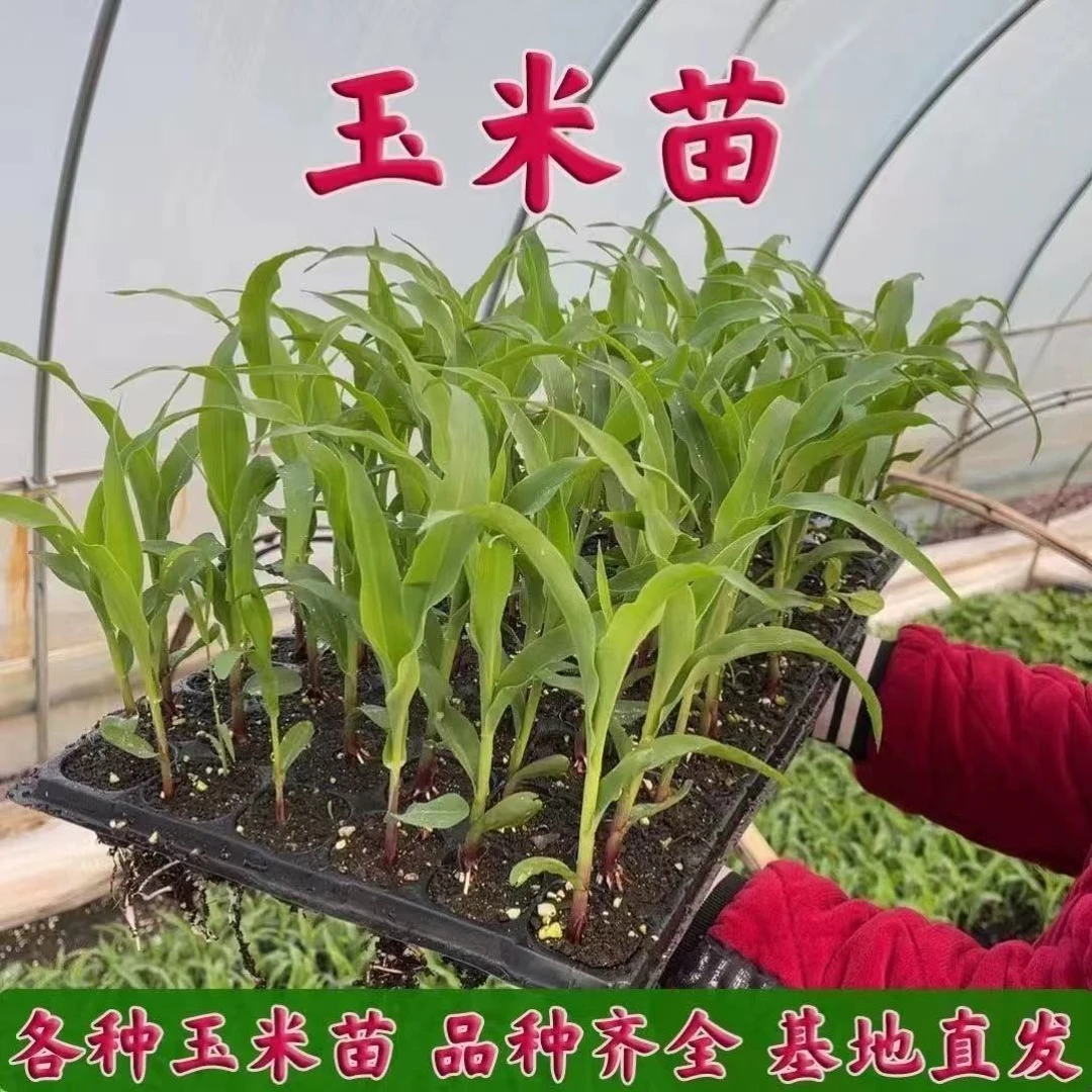 香甜水果玉米苗子带土发货彩色黑白香糯粘玉米高产秧种苗阳台盆栽
