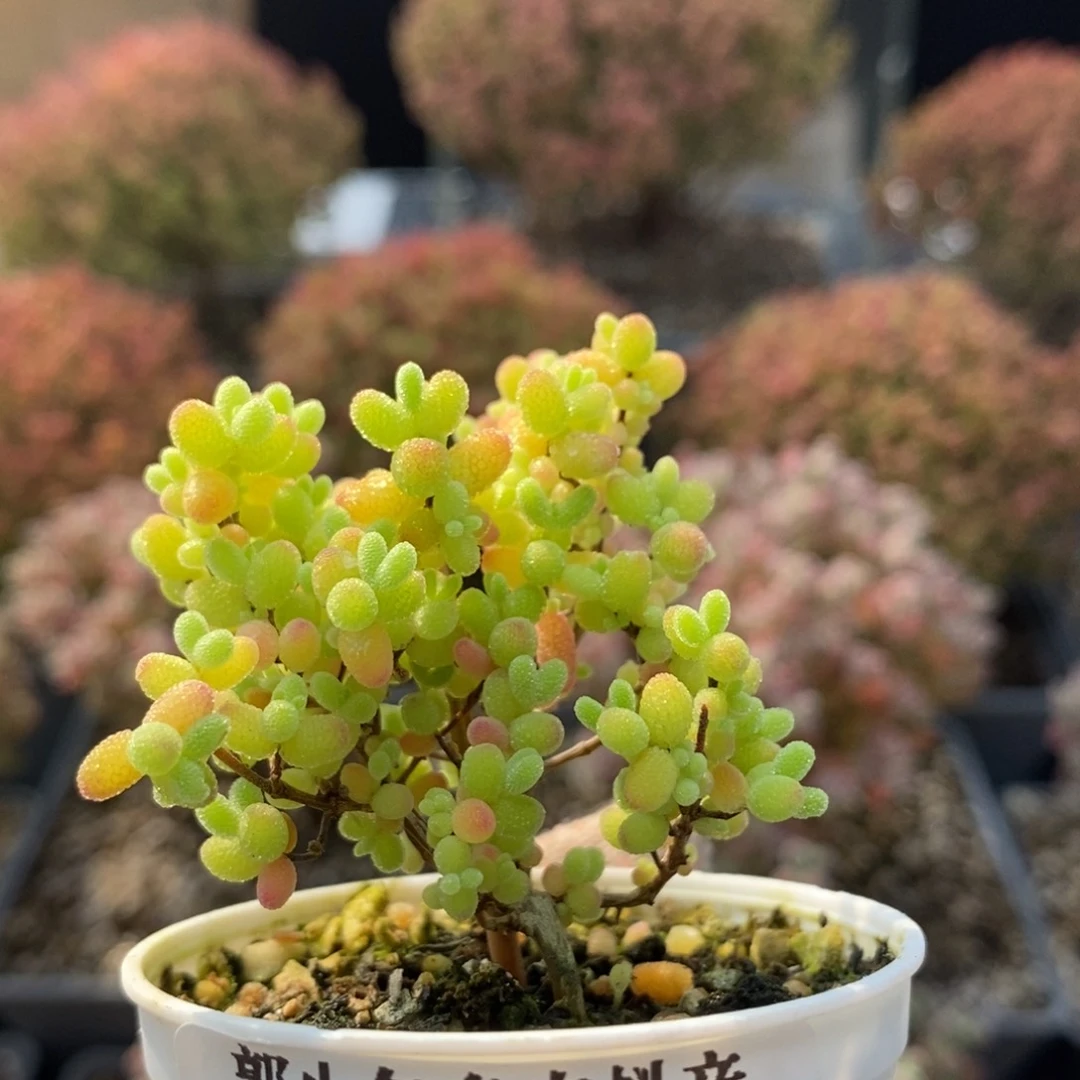 蜜橘糖球5102枝干番杏