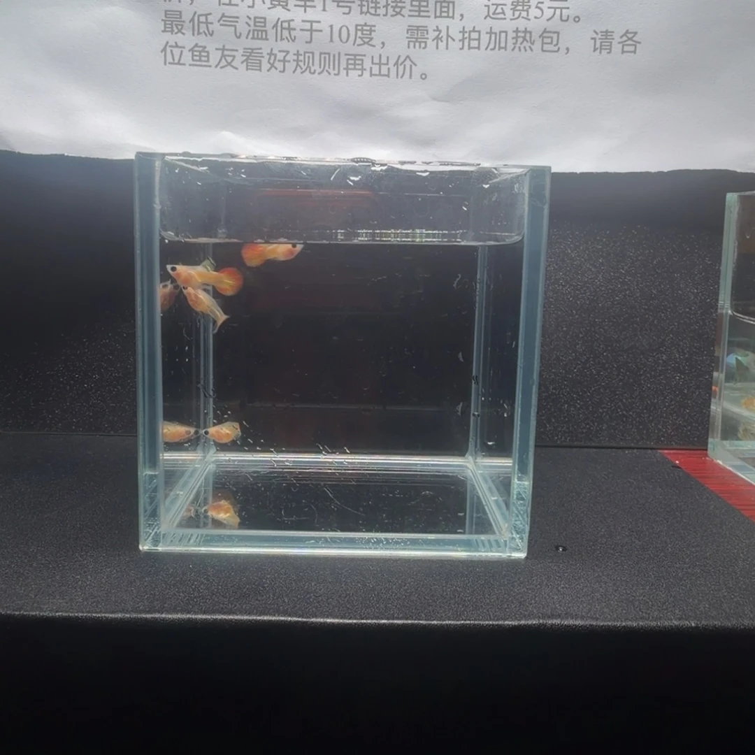 孔雀鱼皇家落日短体2对