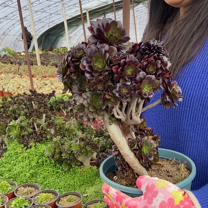 137黑法师缀化朵朵伤