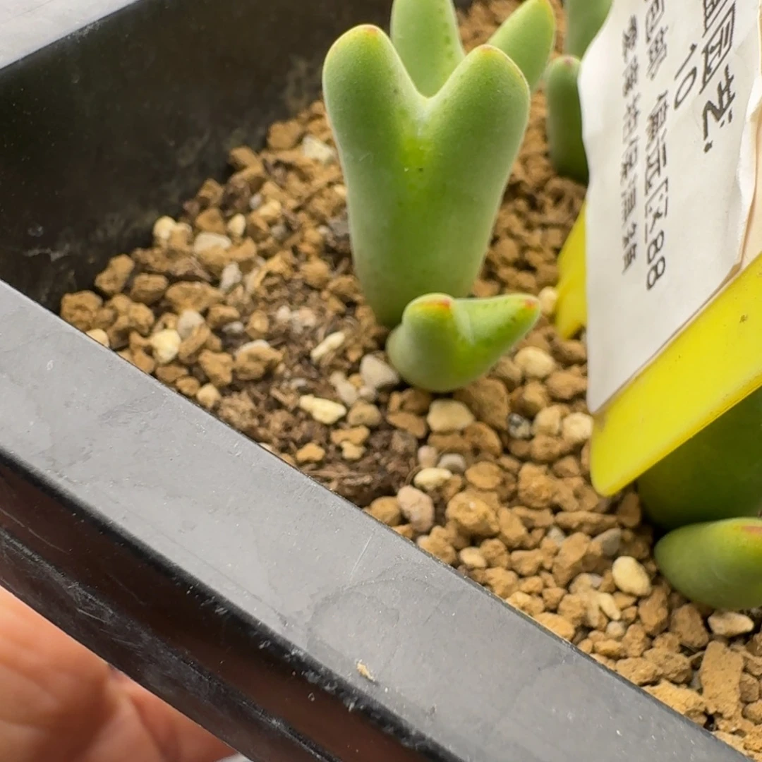 10号皮卡丘多肉。