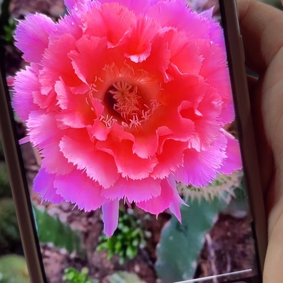 下115彩草山脉侧芽歪4公分左右20包邮