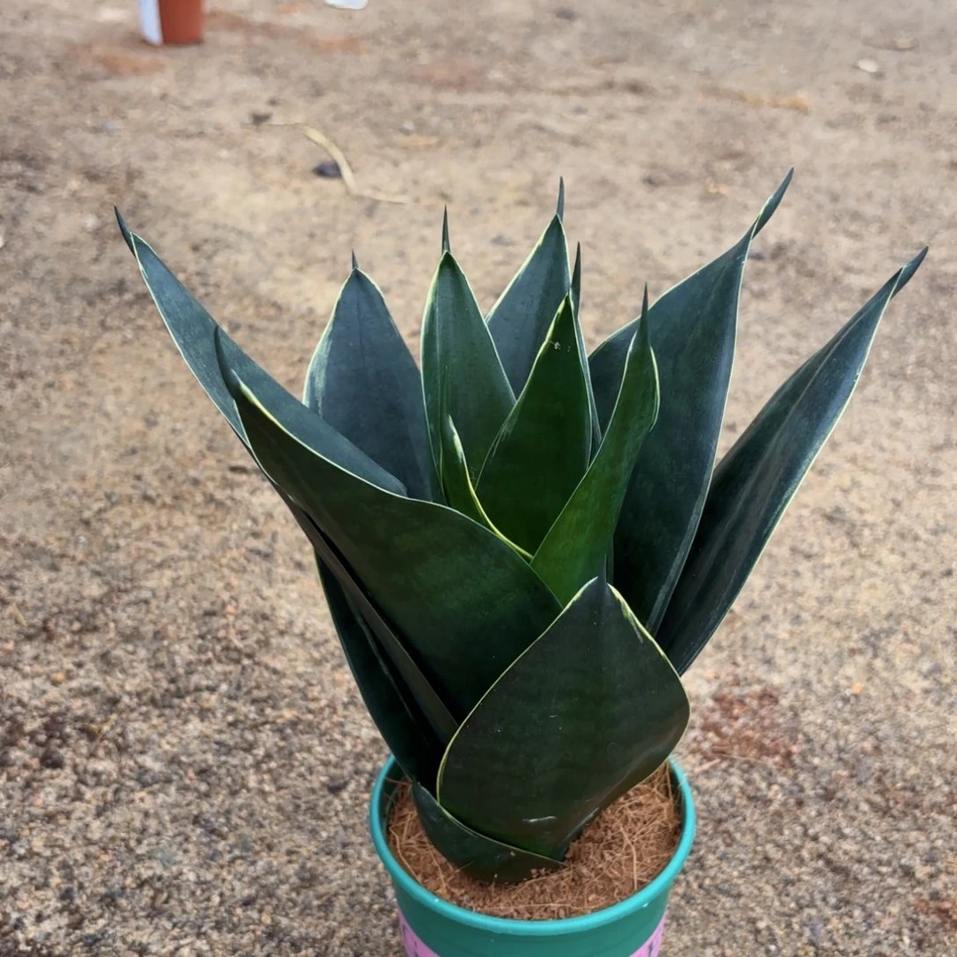 桌面绿植虎皮兰 黑金刚