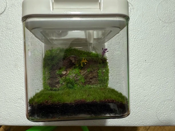 鸣虫生态盒！适合各种鸣虫