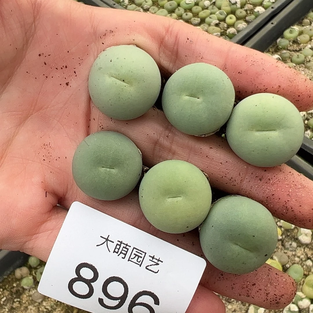 量怕以下2颗大鸽子蛋。   896