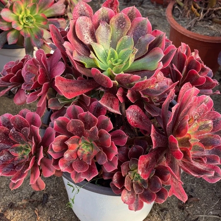 263美杜莎精品法师多肉