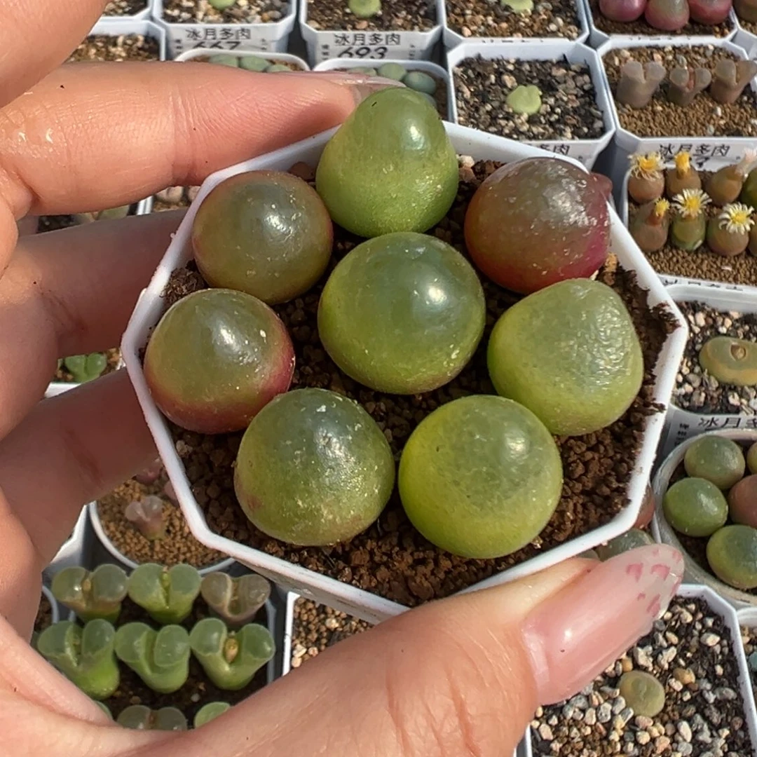 738八颗灯泡裸根发货