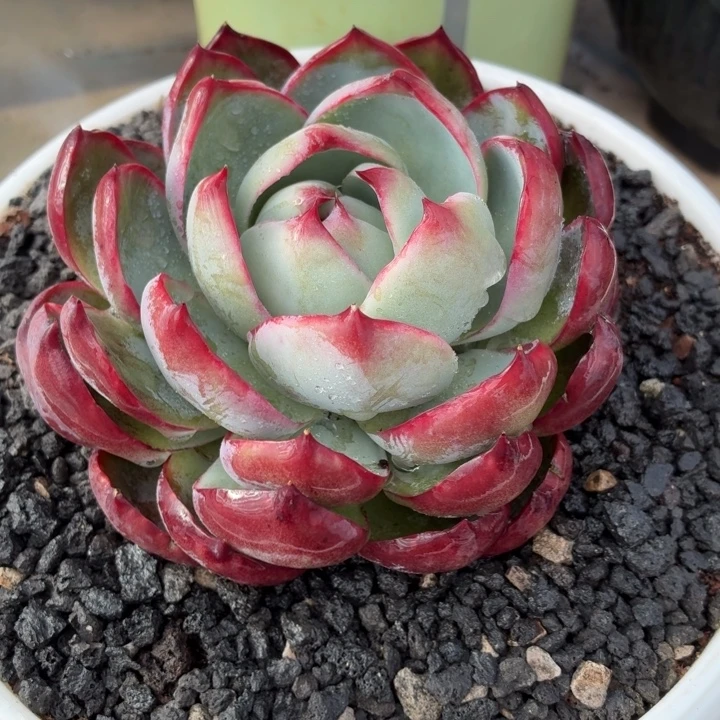 开播福利惊鸿仙子