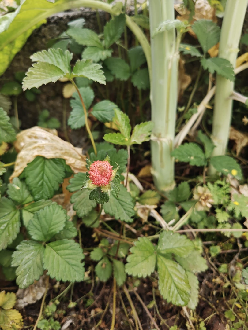 蛇莓果苗，现挖现发