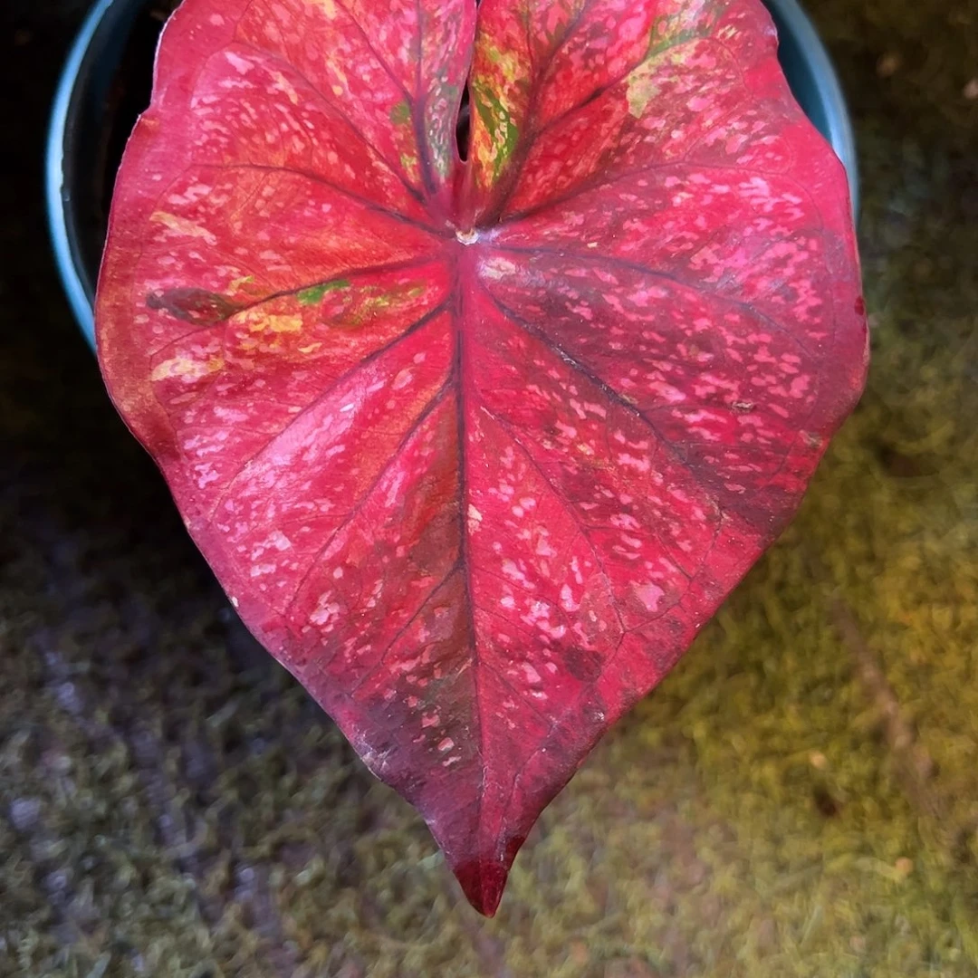 无花朵莫奈花园泰彩70