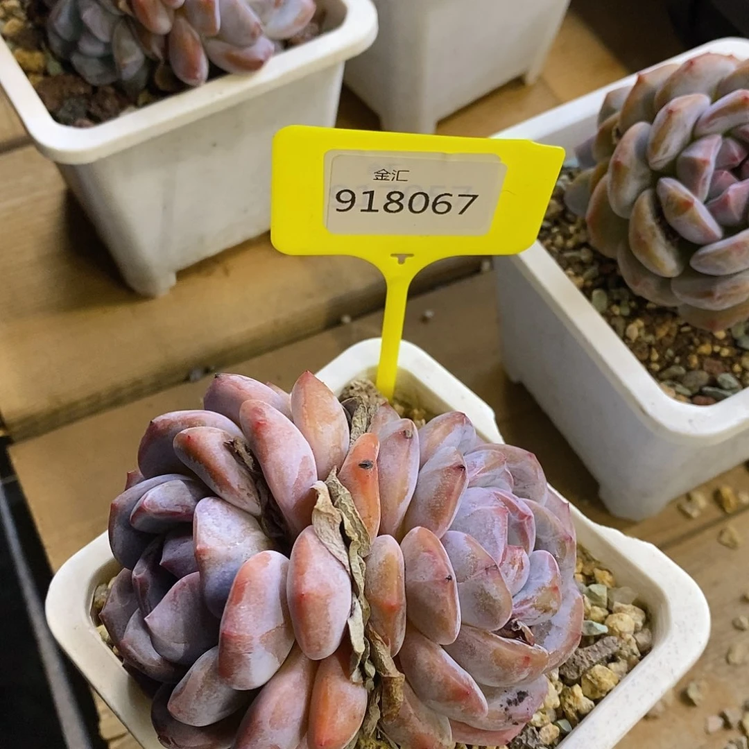 L****H福利多多。918067