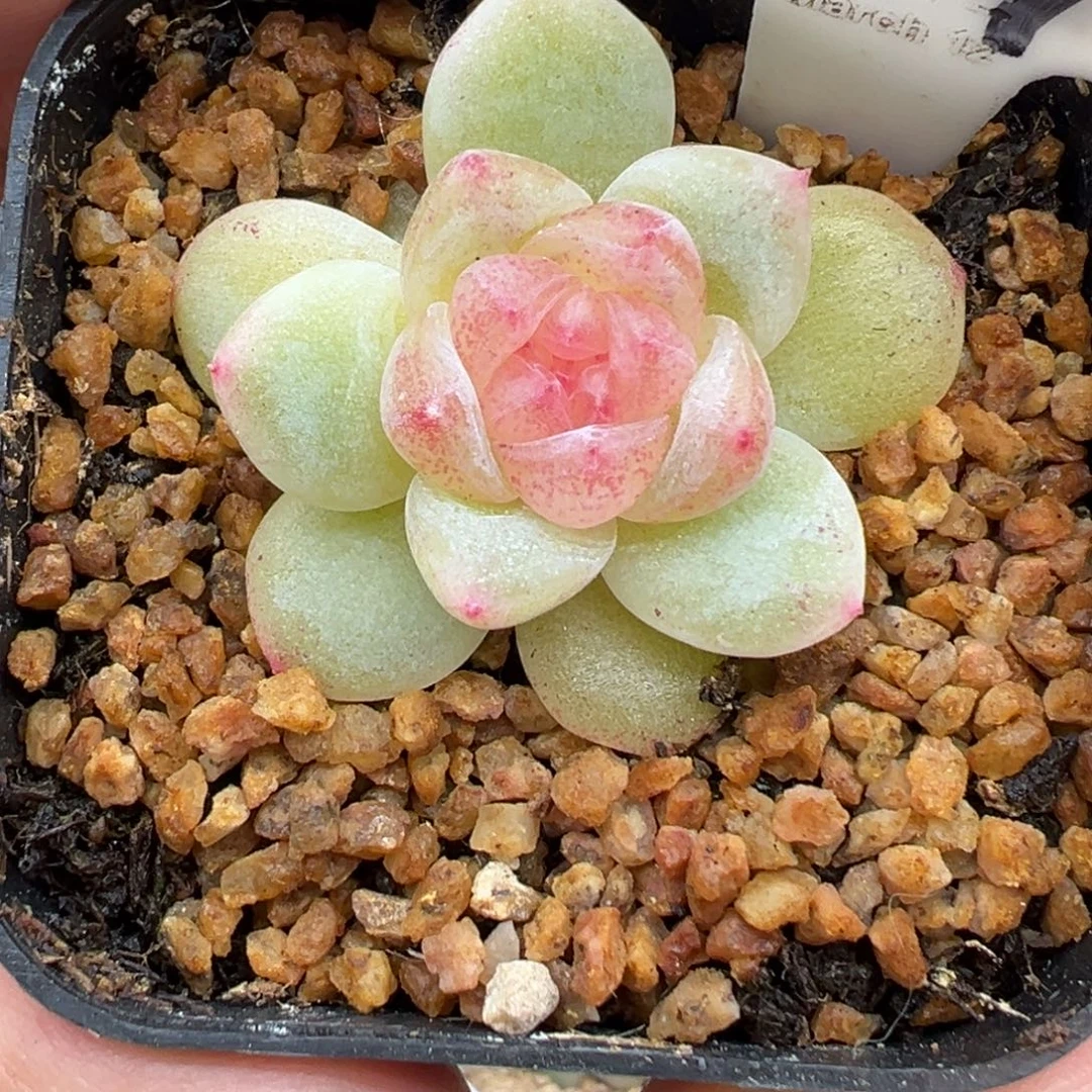 147号青柠甜心晗雨多肉