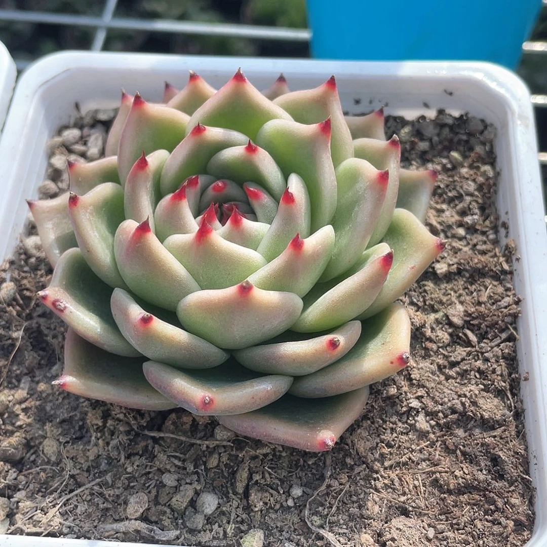 云*美凯龙多肉带盆发货