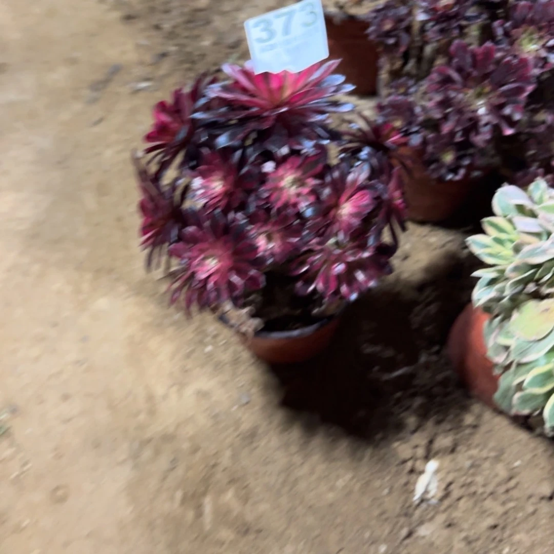 ^*^373号黑桐白清棚不包损