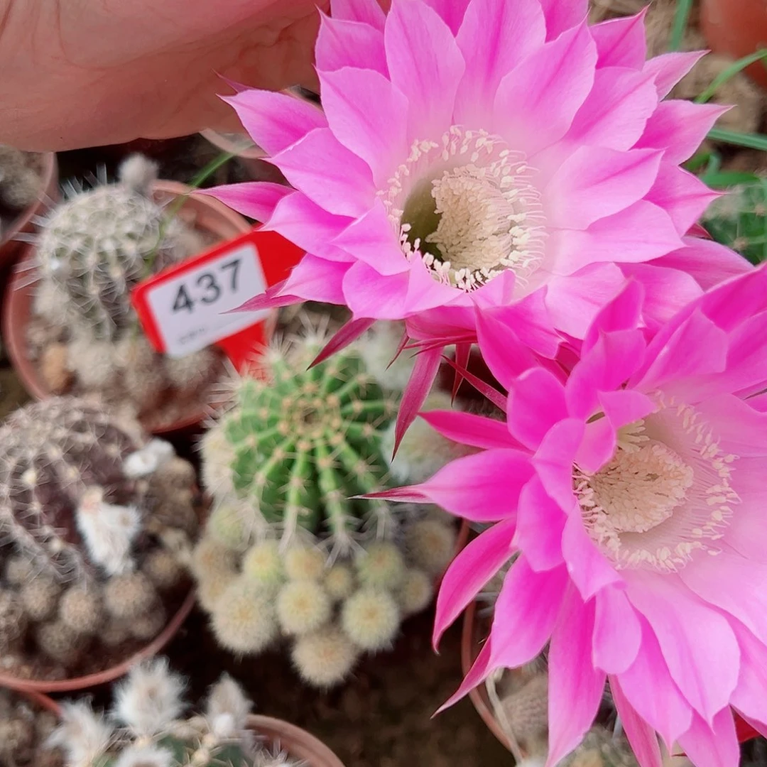 白**奶彩草彩草0000 437