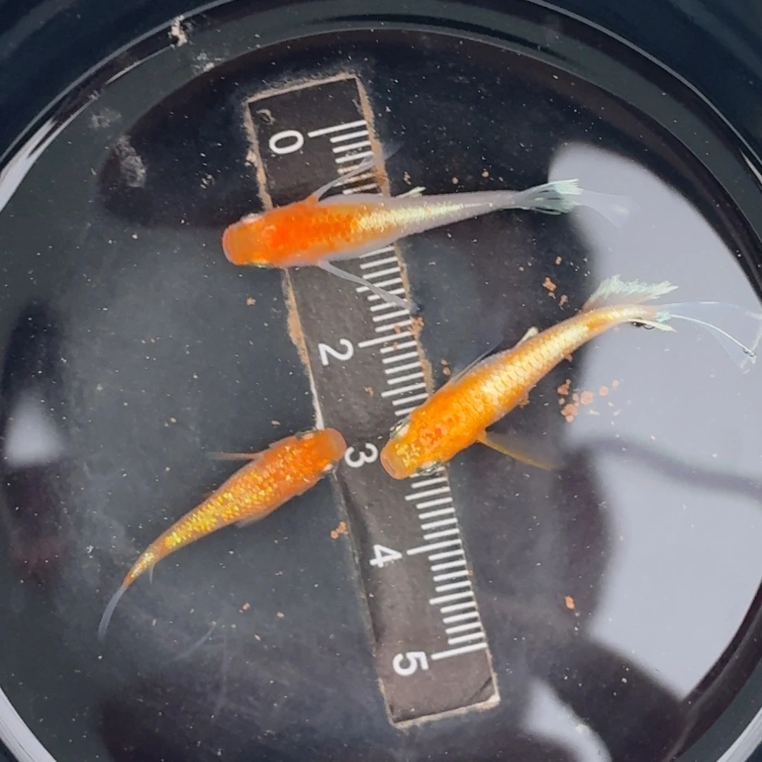 海水鱼真长鳍赤壁一对