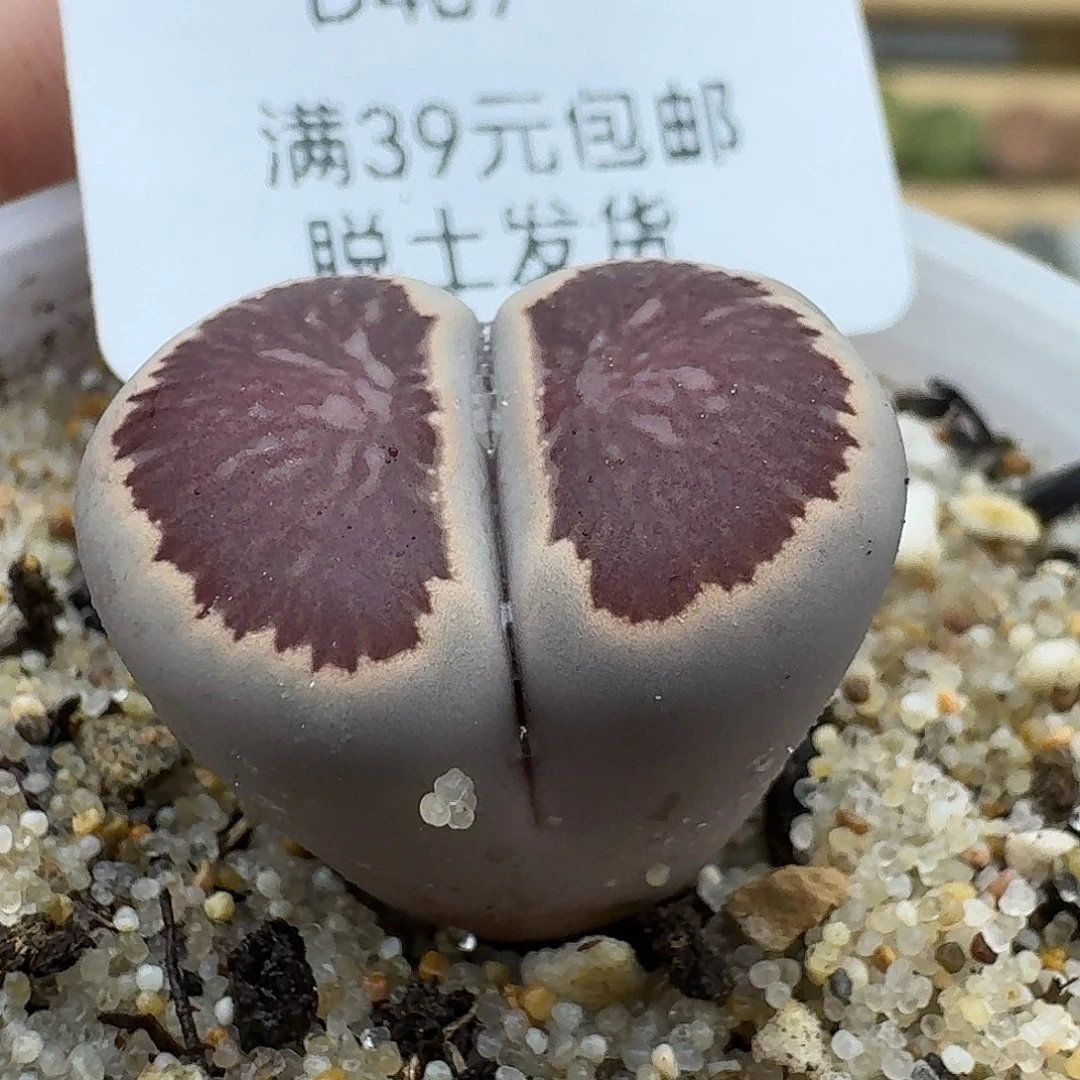 467多肉哈哈哈哈哈哈哈哈