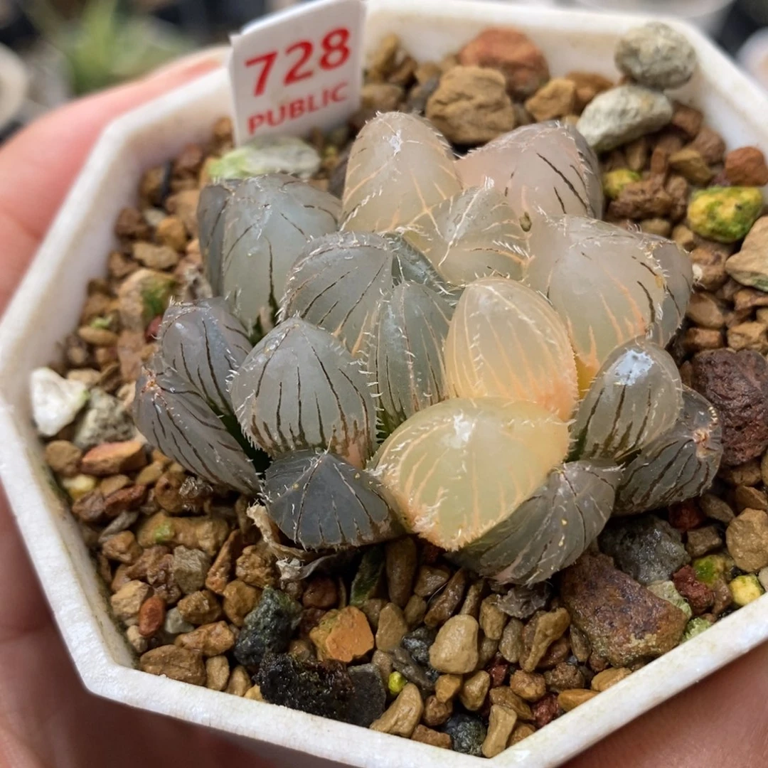 728实生玉露锦一物一拍